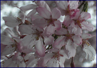 桜の写真（加工前）